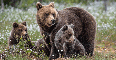 Bear family in the Pyrennes