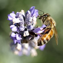 Bee on lavender