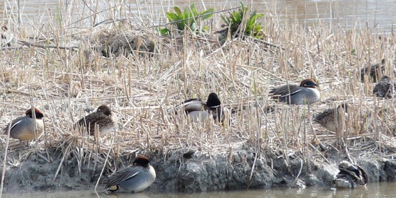 Ducks sitting on river bank