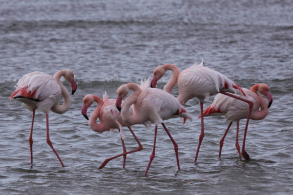 flamengos in water