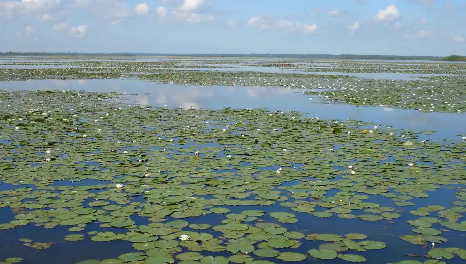 White water lilies on water