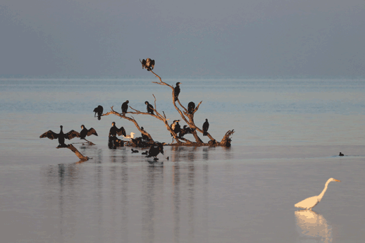 Foggy landscape with cormorants perching on a tree submerged in the water