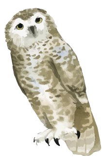 Illustrated owl