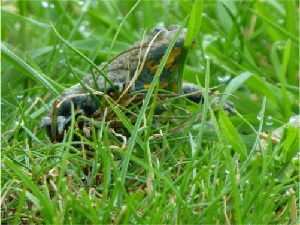 Yellow-bellied-toad on the grass